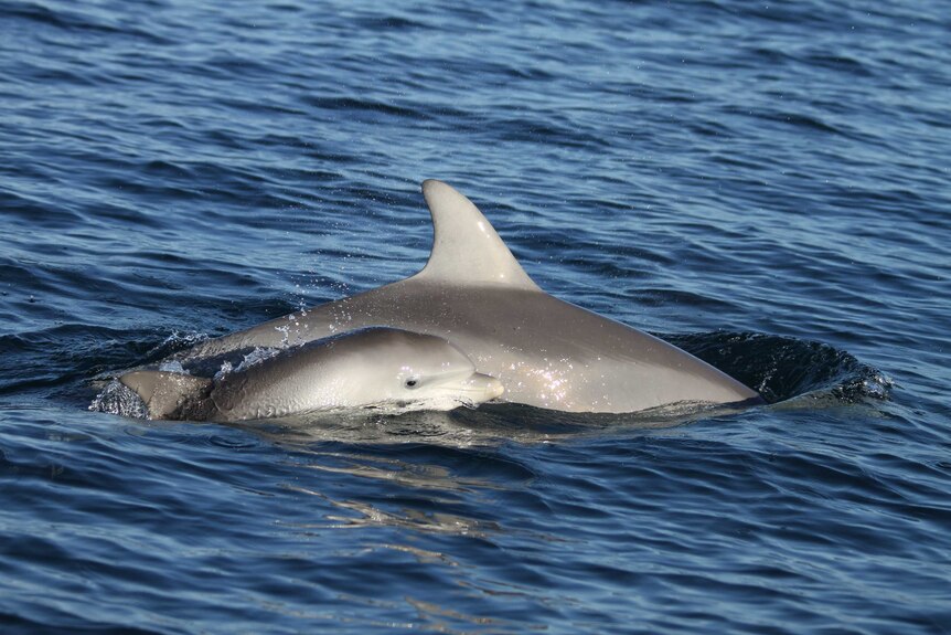 Mother and infant dolphins swimming.