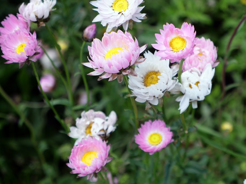 Pink and white flowers stand against a green undergrowth