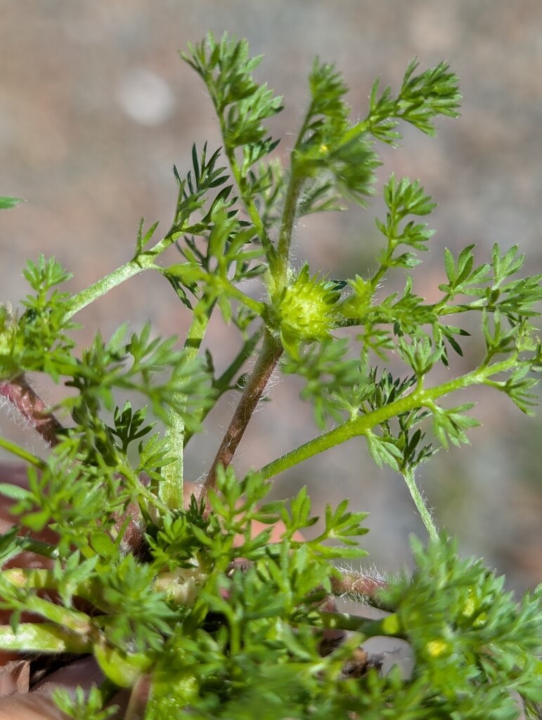 Close up of a green weed with feathery leaves. 