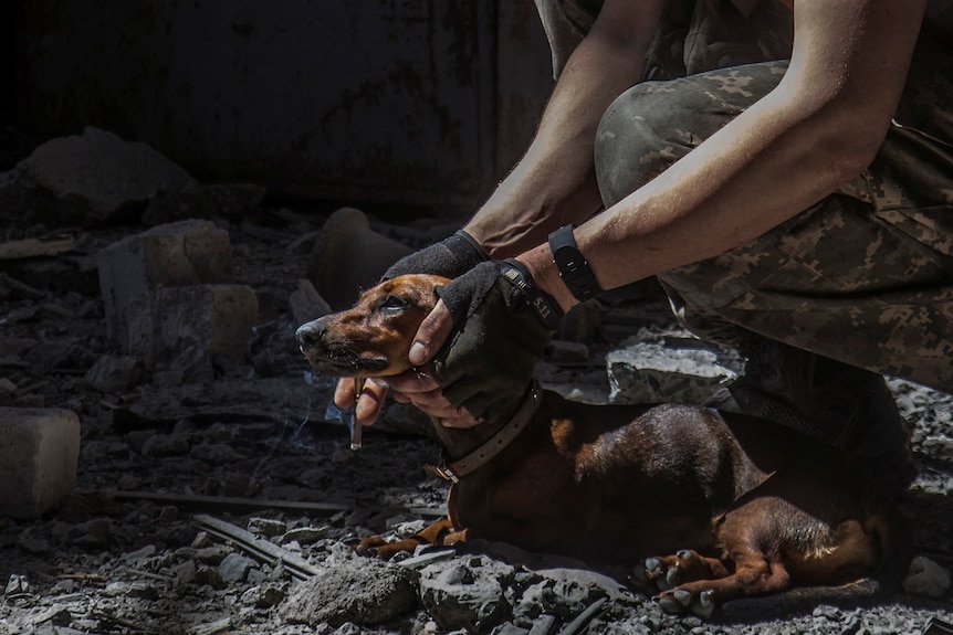 A close up of a small dog being patted by a Ukrainian soldier
