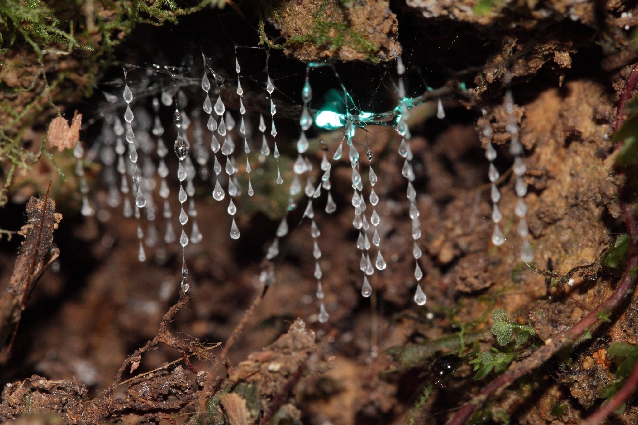 A glowing grub among its sticky hanging threads.