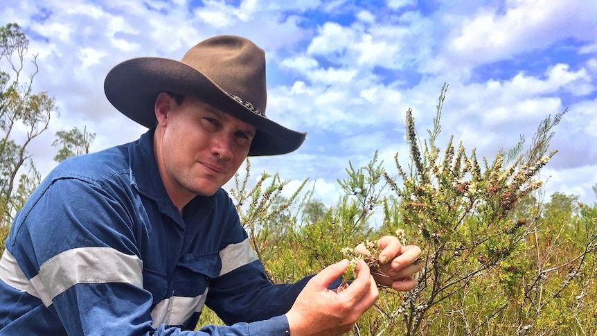 Commercial beekeeper Daniel Jones looking at a Manuka shrub.