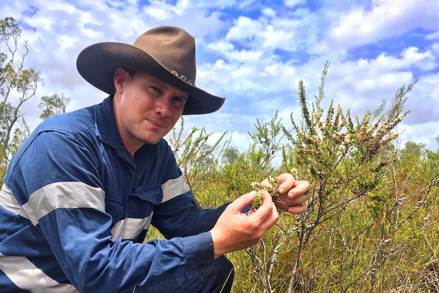 Commercial beekeeper Daniel Jones looking at a Manuka shrub.