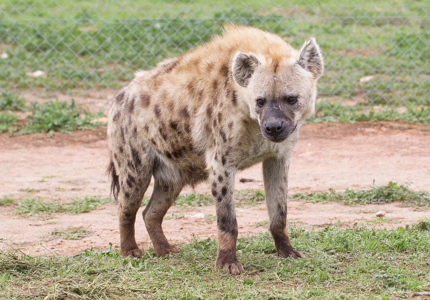 Hyena birth adds to Monarto's pack - ABC News