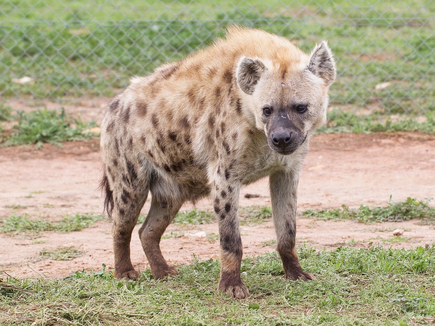 Hard-working mum: Monarto Zoo hyena gives birth