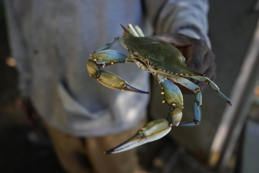 Man holds a blue crab.