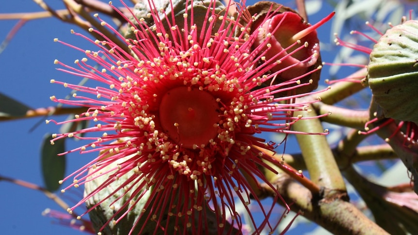 Pink and yellow eucalyptus flower