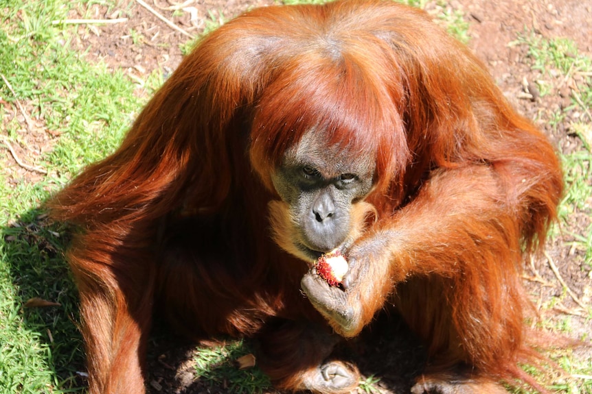 An orangutan eats fruit sitting on grass.
