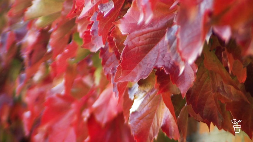 Red-coloured autumn leaves