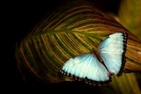 A blue butterfly on a green leaf 
