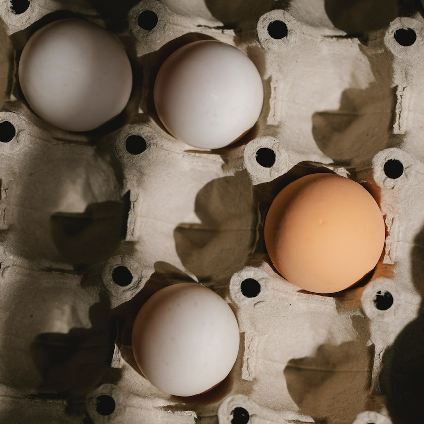 A fairly empty large egg carton with three white eggs and one brown egg