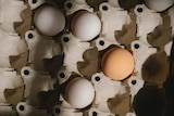 A fairly empty large egg carton with three white eggs and one brown egg