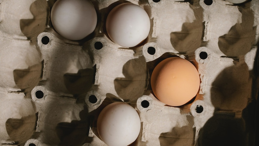 A fairly empty large egg carton with three white eggs and one brown egg