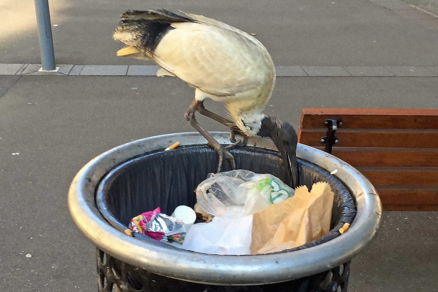 Scavenging ibis