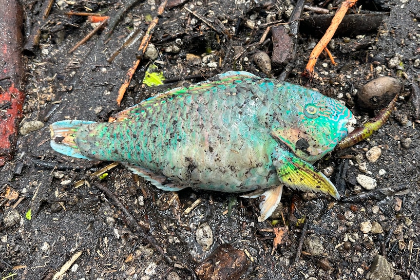 A dead parrotfish on a beach, turquoise coloured.