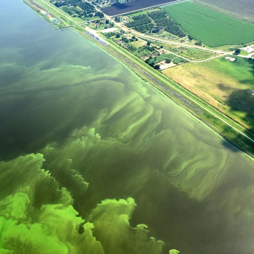 An aerial view of Lake Okeechobee in Florida shows an algal bloom