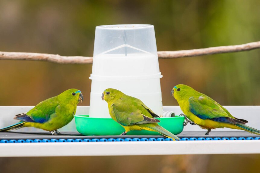 Three orange-bellied parrots at a feeder