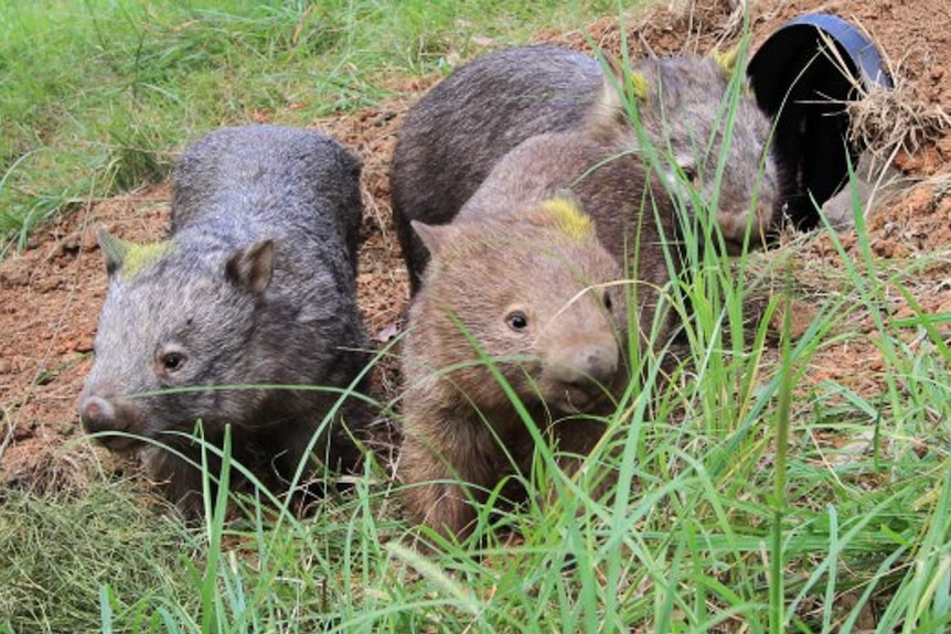 Three wombats at an artificial burrow hole.
