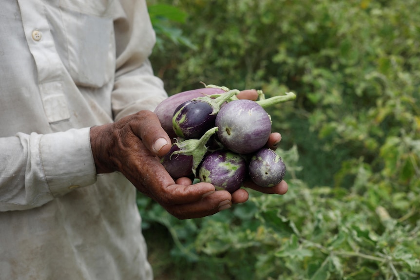 A close-up of the shirt-sleeved hands of an elderly South Asian man holding eggplants in front of a green field