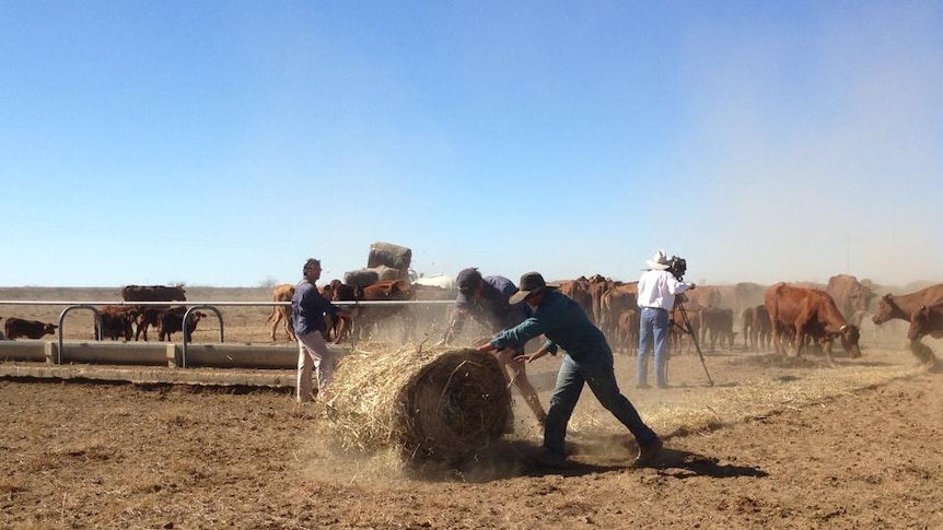 A very dry landscape near Barcaldine in Queensland, with graziers feeding out hay to hungry cattle.