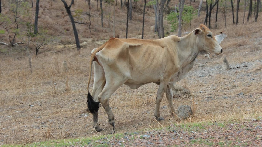 Cow walks around pasture recovering from bushfires