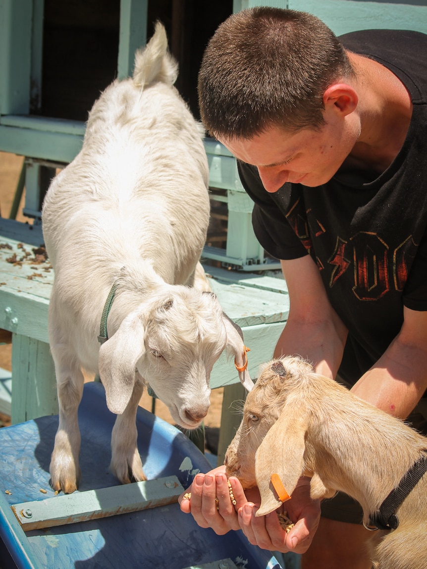 Two miniature goats being fed