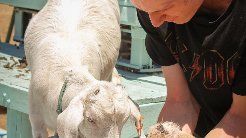 Two miniature goats being fed