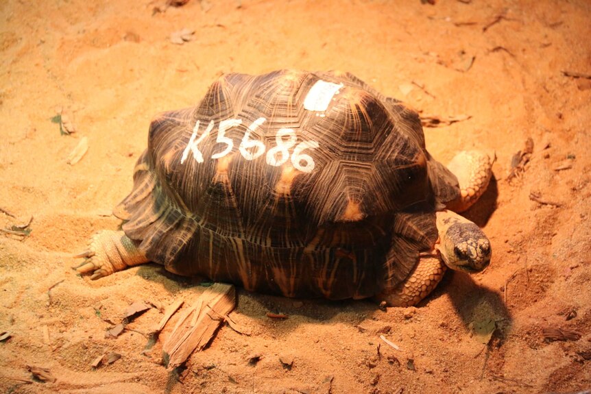 A radiated tortoises sunbathes under a heat lamp.