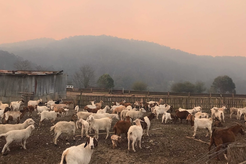 Some of the goats on the family property yesterday.