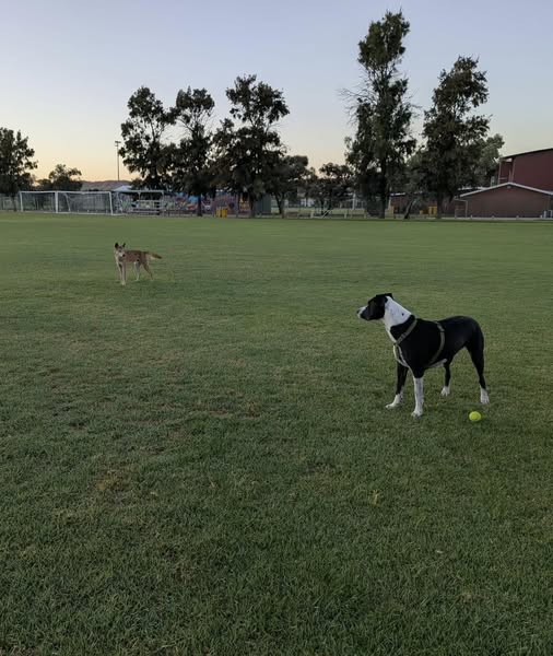 Un dingo y un perro blanco y negro se miran en un parque.