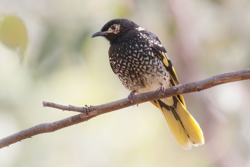 A small bird sits on a tree branch.