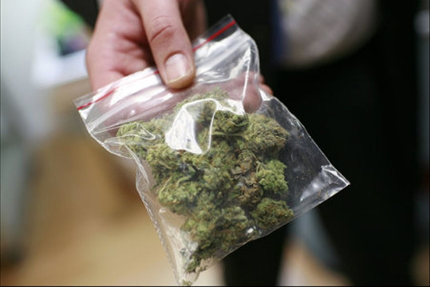 A hand holding a clear plastic bag of marijuana.