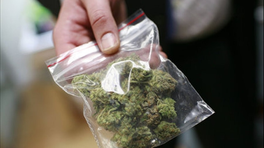 A clear, snap-seal bag of marijuana being held in hand.