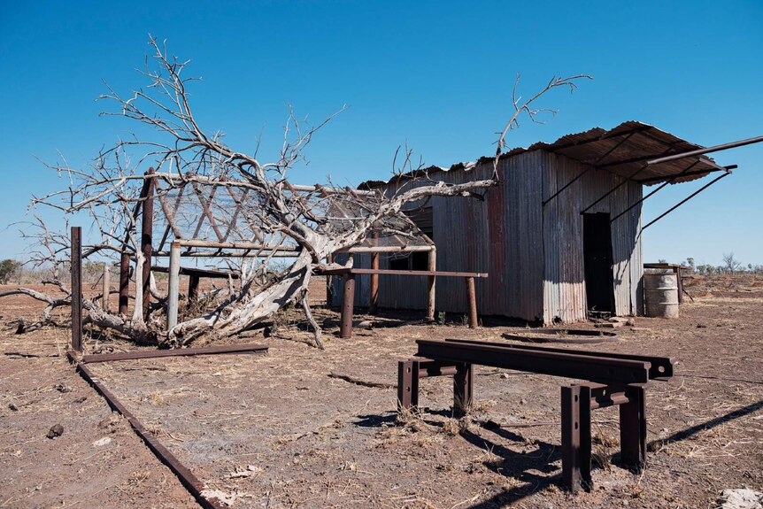 A dying tree next to the remains of the old Wave Hill homestead at Jinbarak near Kalkarindji.