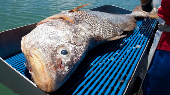 A very large black jewfish on a boat