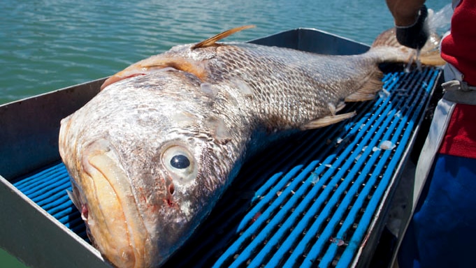 Black jewfish