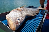 A large fish lies lifelessly on a gutting table. Water is visible in the background.