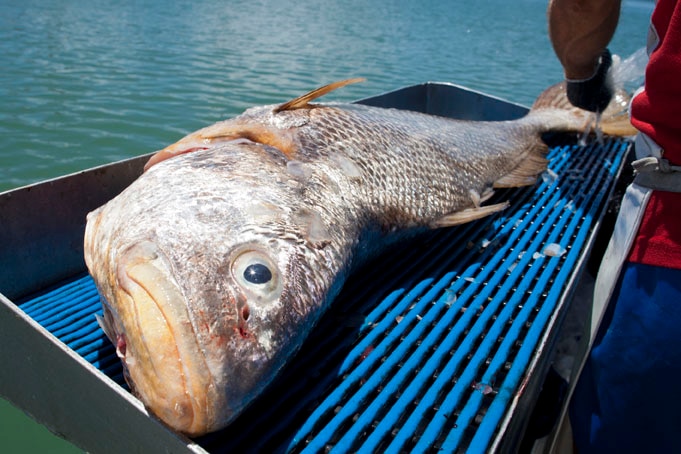 A very large black jewfish on a boat