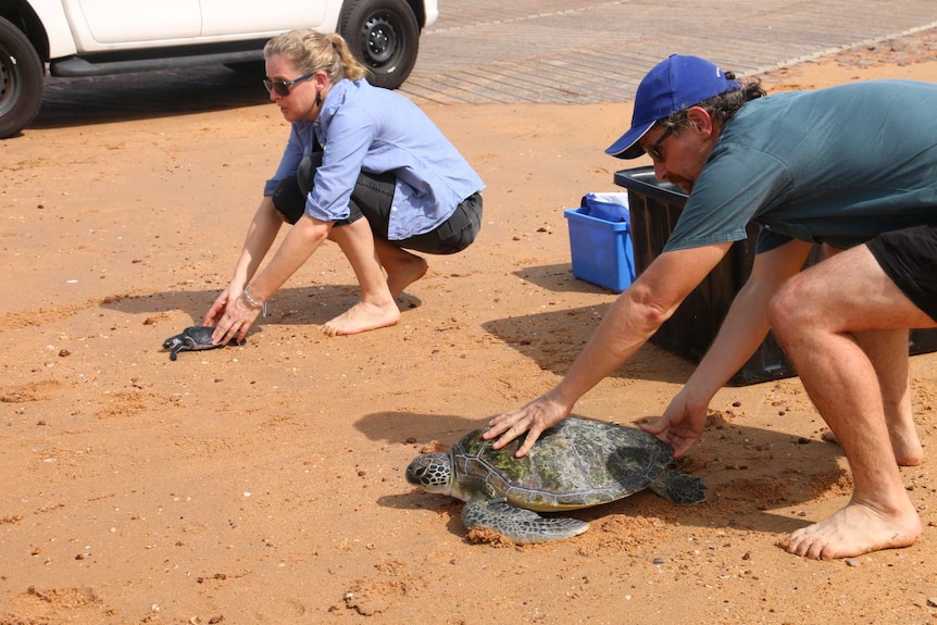 Rachel Groom and Scott McDonald from Charles Darwin University releasing turtles to the wild at Dundee Beach.