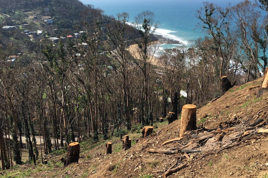 Trees felled at Wye River
