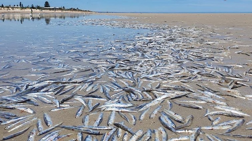 Authorities launch investigation after thousands of dead fish discovered at Semaphore