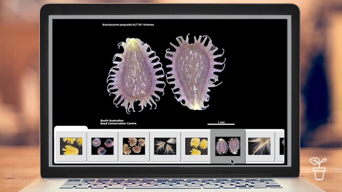 Laptop screen showing close up images of plants viewed under microscope