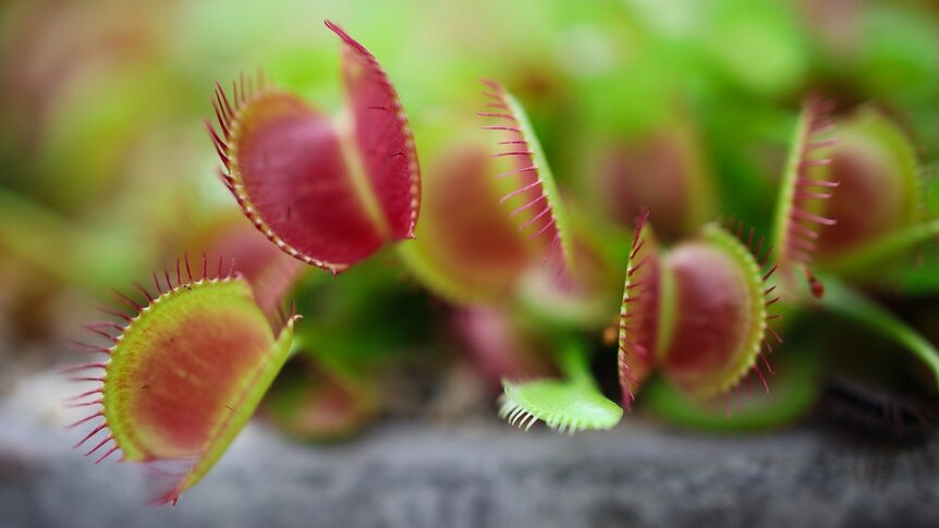Venus flytrap for list of cheap indoor plants available in Australia.