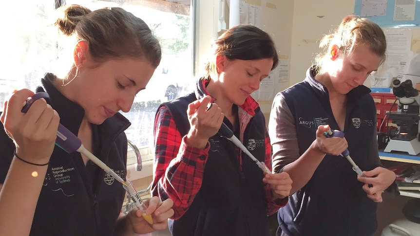 Three women in a research lab with samples of ram semen