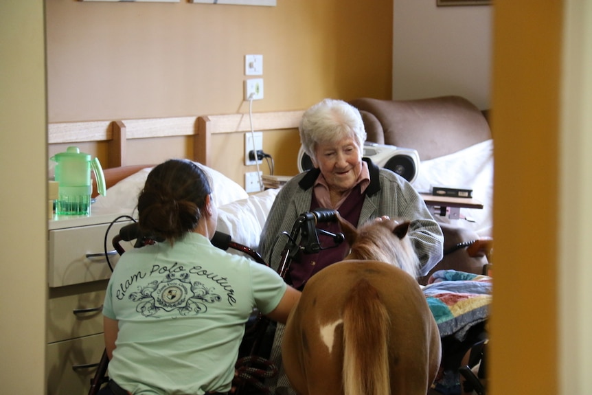 Miniature horse visits nursing home resident.