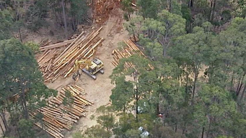 Mumbulla logging dispute continues