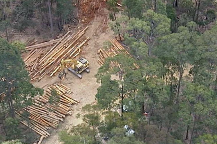 Mumbulla logging dispute continues