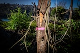 Tree pink ribbon dark