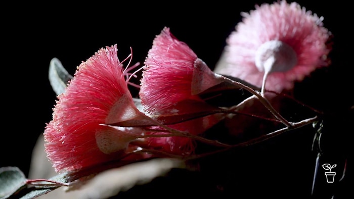handmade pink eucalyptus flowers on branch made from fibres