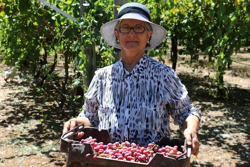Sona Toutikian holds a basket of grapes picked on her Toodyay hobby farm.